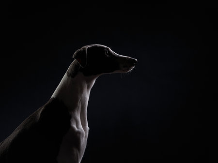 Greyhound side profile in studioの写真素材