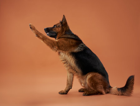 German Shepherd raising a paw on peach backgroundの写真素材