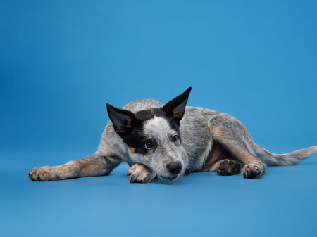 Blue heeler lying down on blue backdropの写真素材