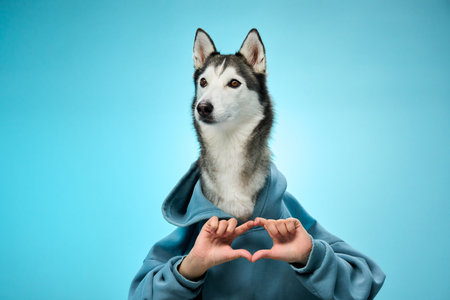 Husky posing elegantly in a casual hoodieの写真素材