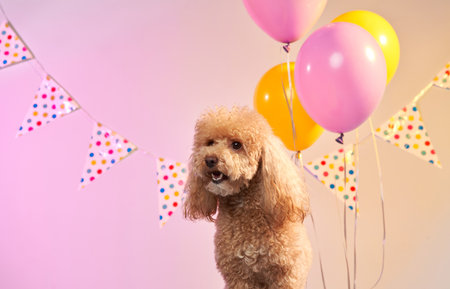 Poodle sitting with birthday balloons