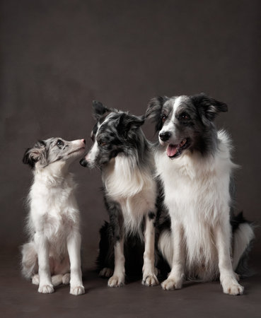 Border Collie family posing against a dark backgroundの写真素材