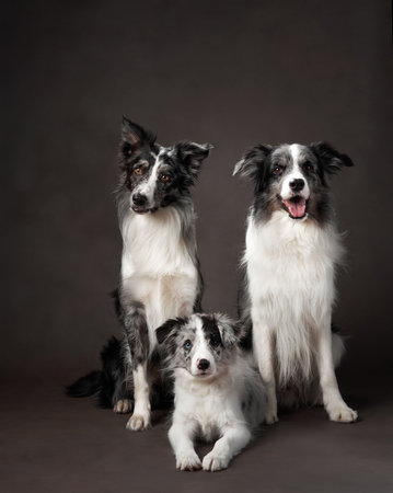 Three Border Collies sitting in a classic group portraitの写真素材
