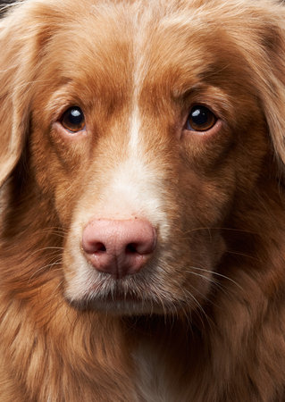 Nova Scotia Duck Tolling Retriever Face Close-Up