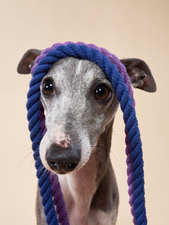 Italian Greyhound with a purple rope around its neck