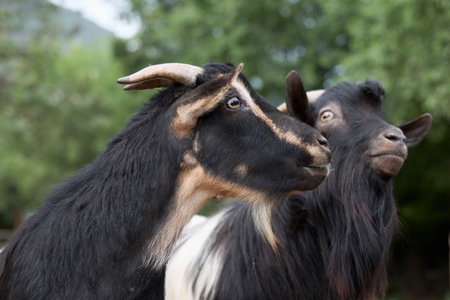 Two black goats together