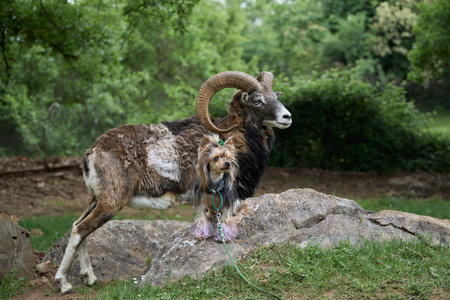Ram with twisted horns
