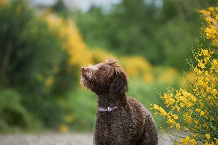 Lagotto Romagnolo observing in bloomの写真素材