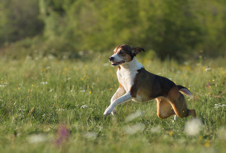 Dog returning to stance after leap