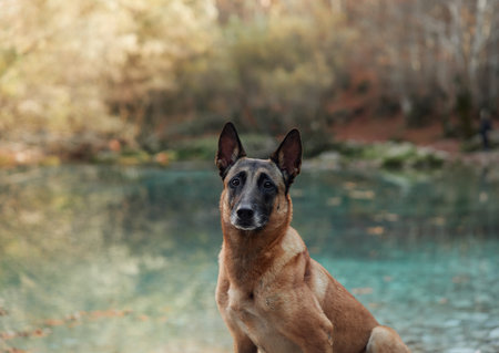 Belgian Malinois close-up near streamの写真素材