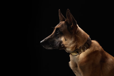 Malinois side profile in studioの写真素材