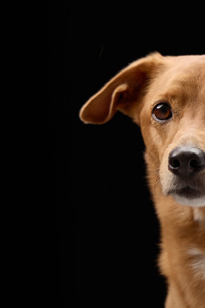 Close-up dog face in dramatic black background