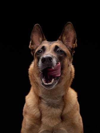 Dog licking nose while facing camera