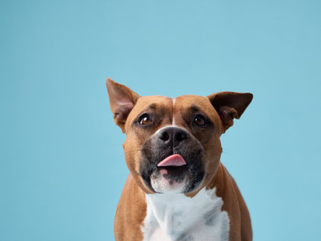 Staffordshire terrier tongue out studio photo