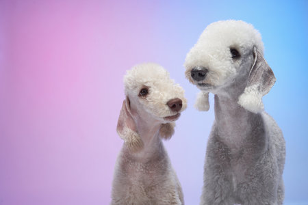 Bedlington Terriers showing affection in studioの写真素材