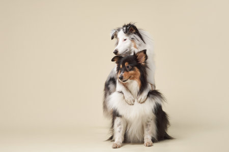Two Shelti Dogs Sitting on a Beige Backdrop
