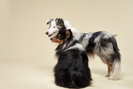 Shelti Dogs Facing Each Other in an Elegant Pose