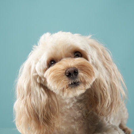 Maltipoo looking up with a curious expressionの写真素材