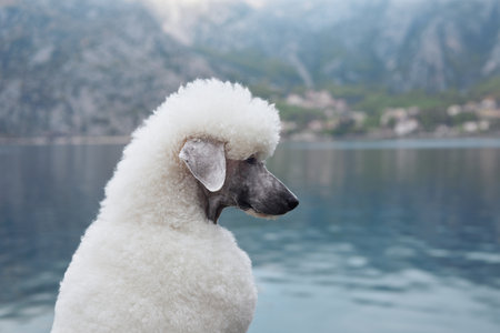 White Poodle gazing over the lake