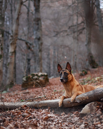 Belgian Malinois sitting next to a log in the woodsの写真素材