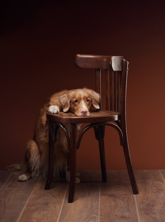 Nova Scotia Duck Tolling Retriever by wooden chair indoorsの写真素材