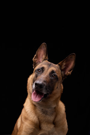 Dog with tongue out and tilted headの写真素材