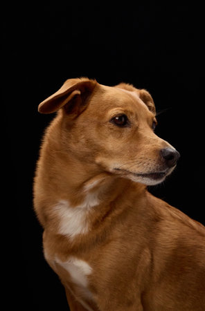 Dog with folded ears studio portrait