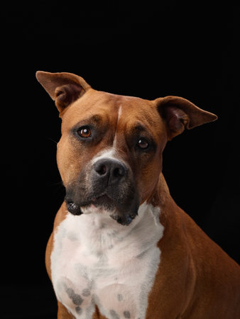 Staffordshire terrier black backdrop headshotの写真素材