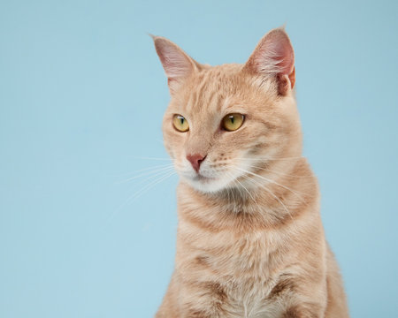 Thoughtful ginger cat poseの写真素材
