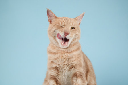 Cat with pink tongue showingの写真素材