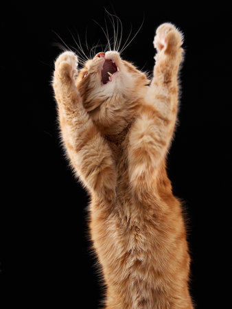 Ginger cat reaching upward on two legsの写真素材