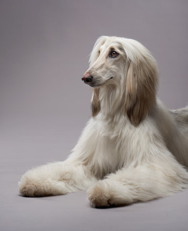 Afghan Hound lying on gray backgroundの写真素材