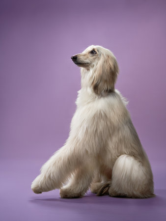 Afghan Hound sitting on purple backgroundの写真素材