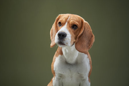 Beagle Looking Thoughtful Against Green Backgroundの写真素材