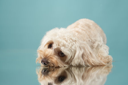 Maltipoo tilting its head in a thoughtful pose
