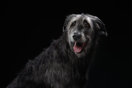 Scottish Deerhound smiling in dark studio lighting
