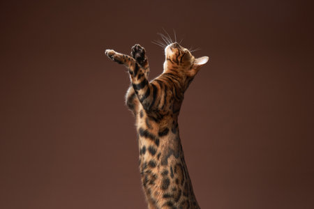 Bengal cat jumping with paws raised