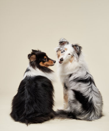 Two Shetland Sheepdogs Facing Each Other