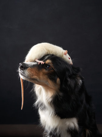 Border Collie with a White Rat on Its Head