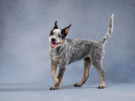 Blue heeler playfully posing on grayの写真素材