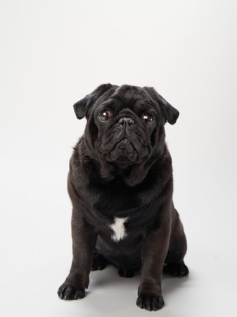 Black pug sitting portrait