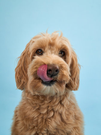 Labradoodle licking nose