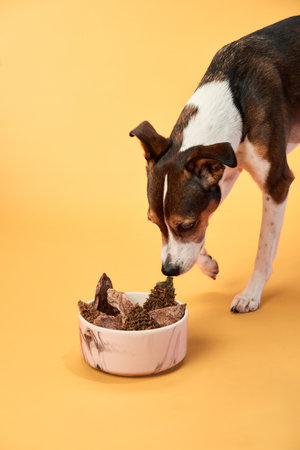 Dog eating from a bowl on orange backgroundの写真素材