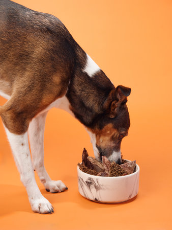 Dog enjoying a bowl of treats on orange background