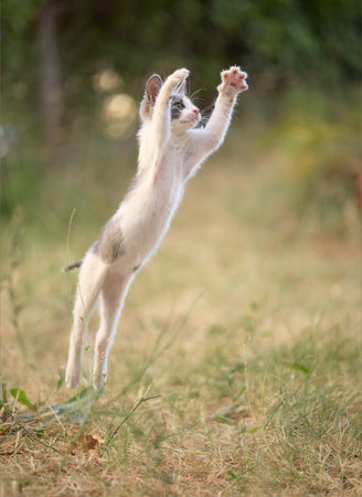 kitten jumping straight up in airの写真素材