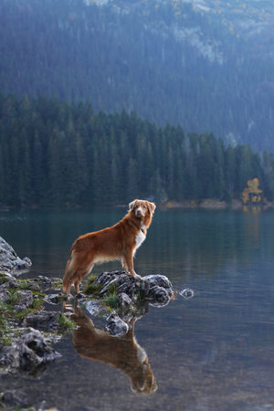 Retriever reflecting by a mountain lakeの写真素材