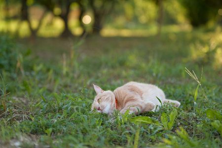 tabby cat lying on grass under sunlightの写真素材