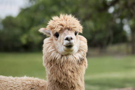 White llama on the meadowの写真素材