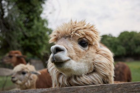 Alpaca at wooden fenceの写真素材