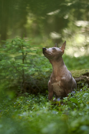 hairless terrier among low forest plantsの写真素材